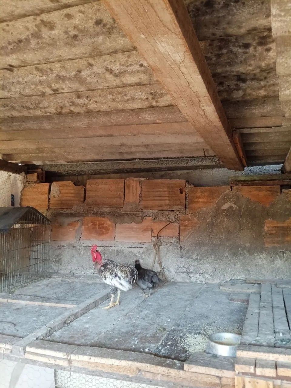Galinha  - Foto 5