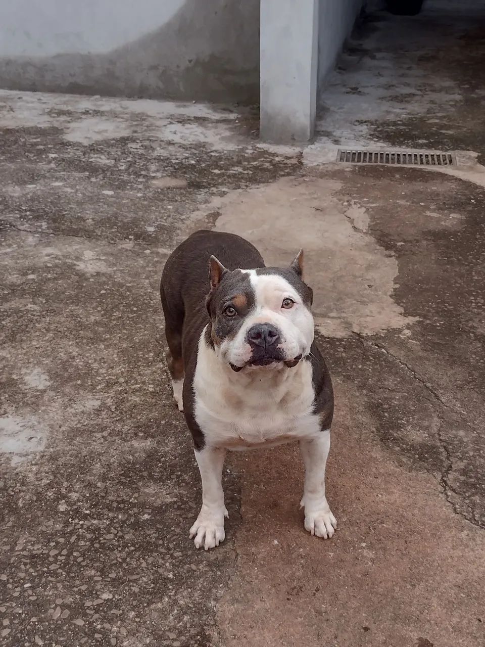 Pitbull 