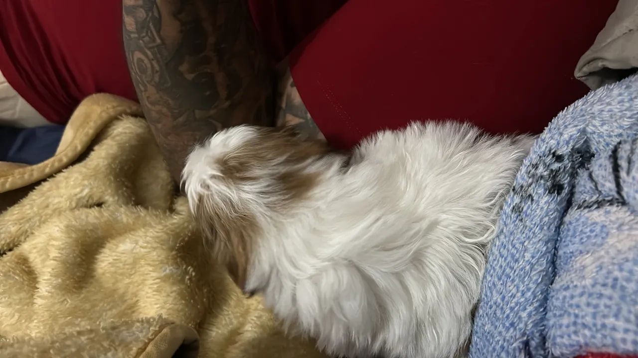 Shih-tzu macho com 50 dias - Foto 2