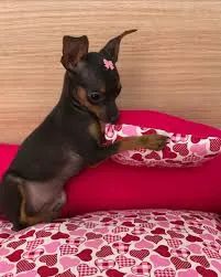 Pinscher filhotes 