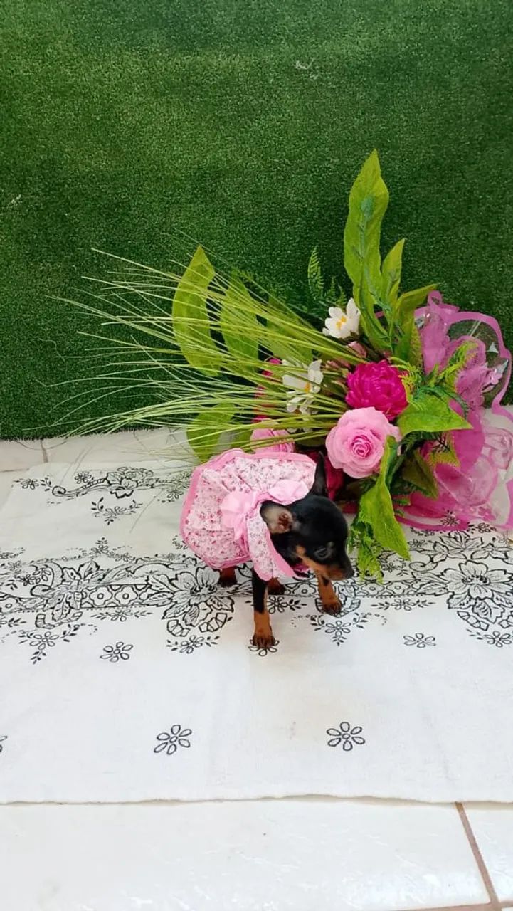 Filhotes de Pinscher Miniatura 