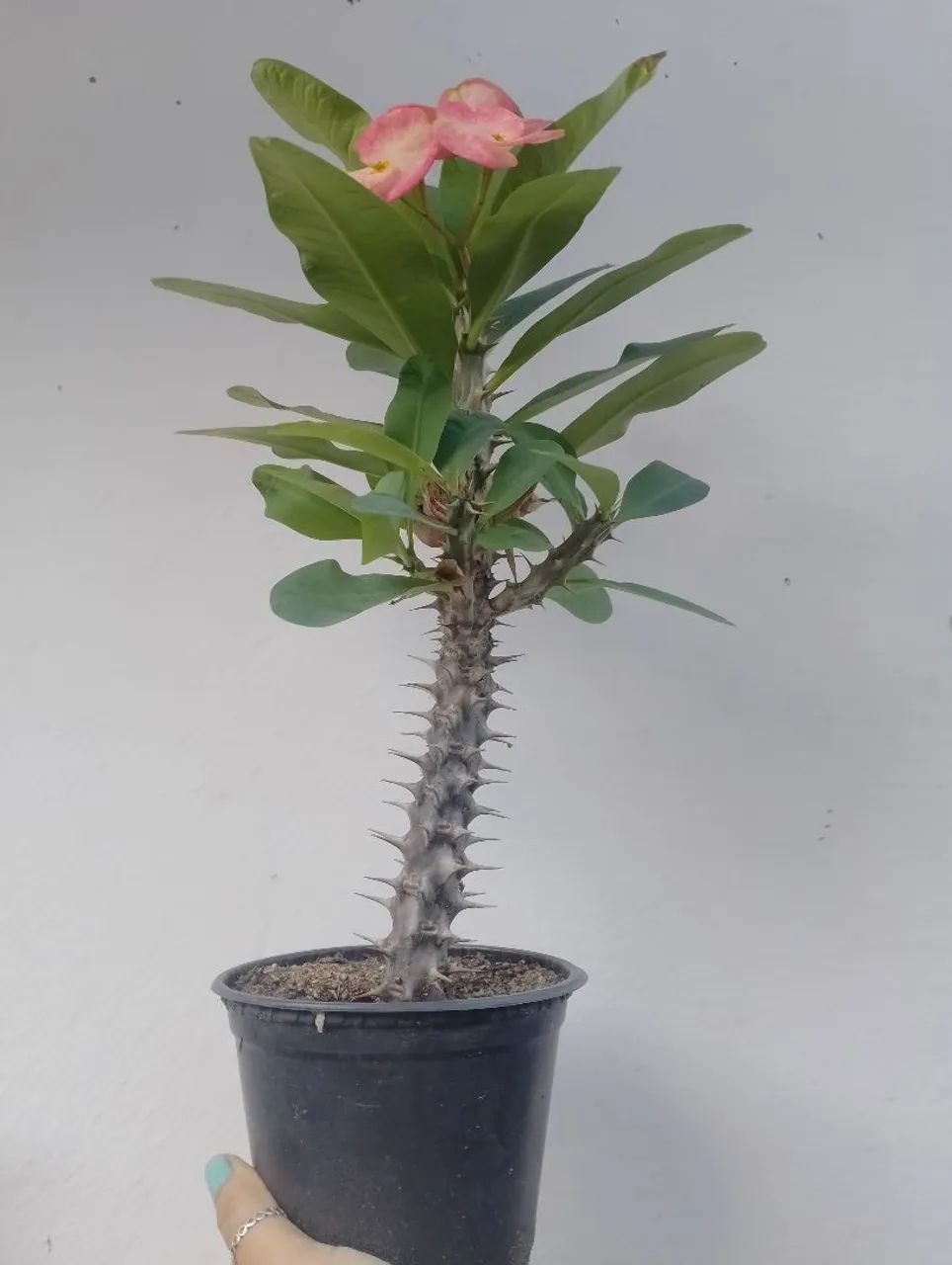 Miliana  - Foto 4