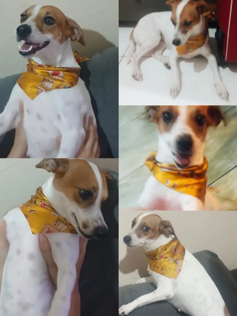 Estou doando duas cachorrinhas - Foto 2