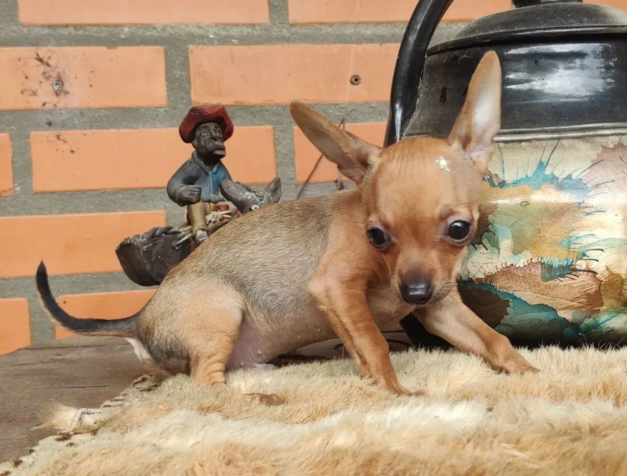 Animais  - Foto 3
