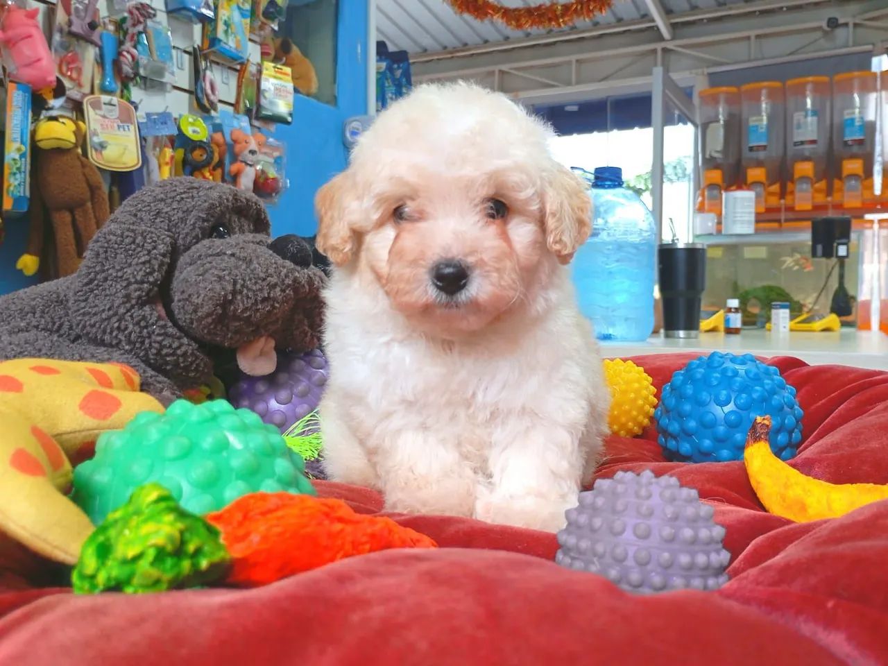 Poodle 