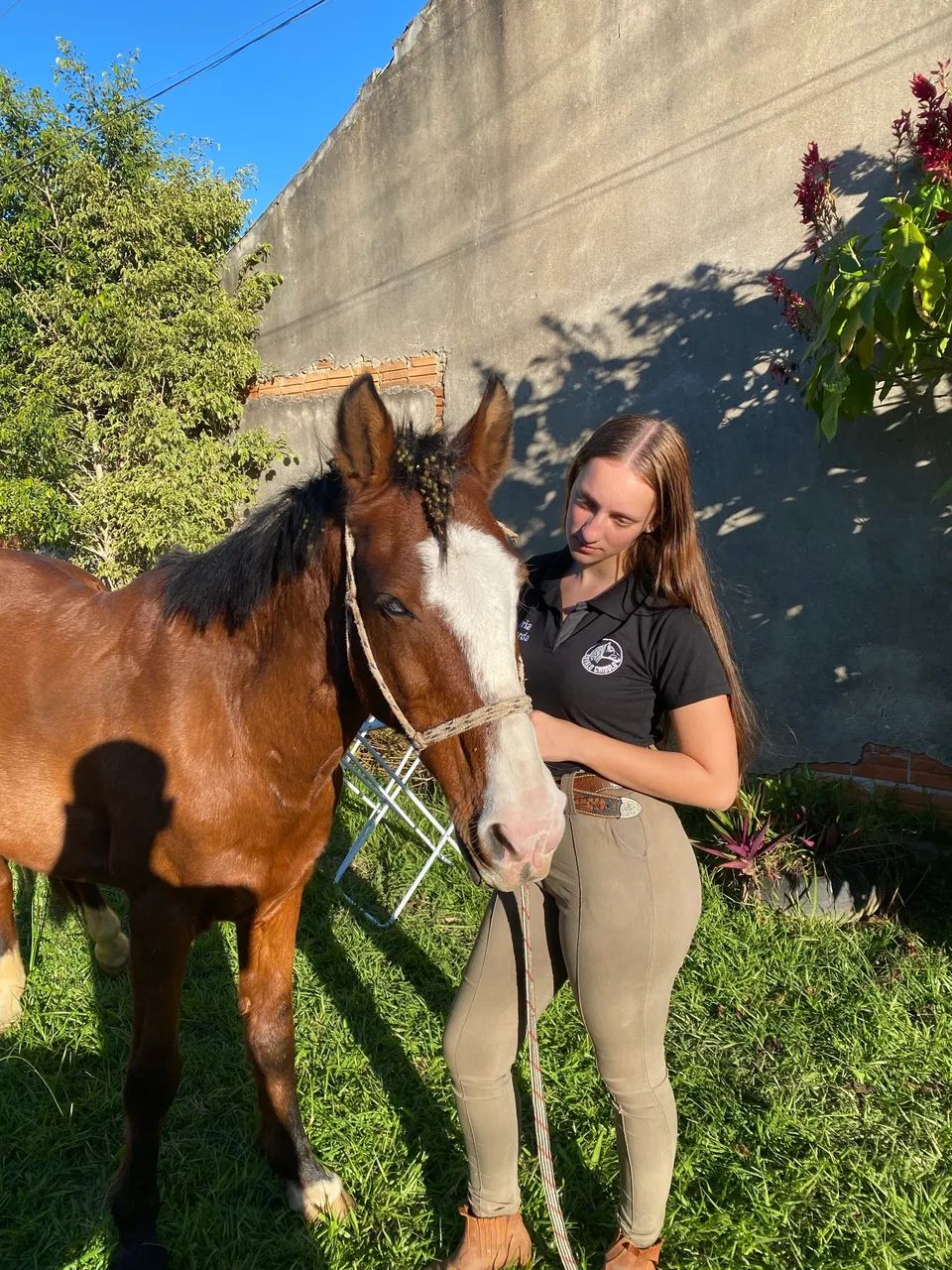 Cavalo castrado 