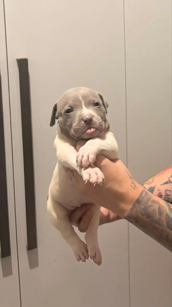 Pit monster com pedigree e linhagem importada  - Foto 3