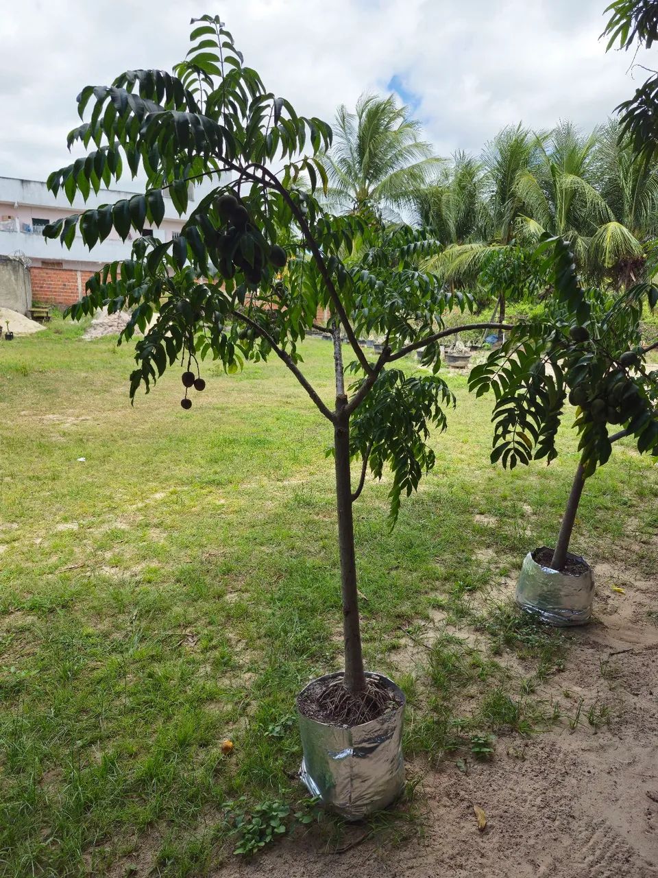 Cajarana precoce