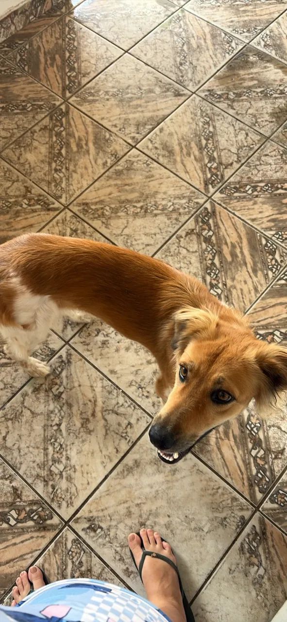 Cachorro - Foto 3