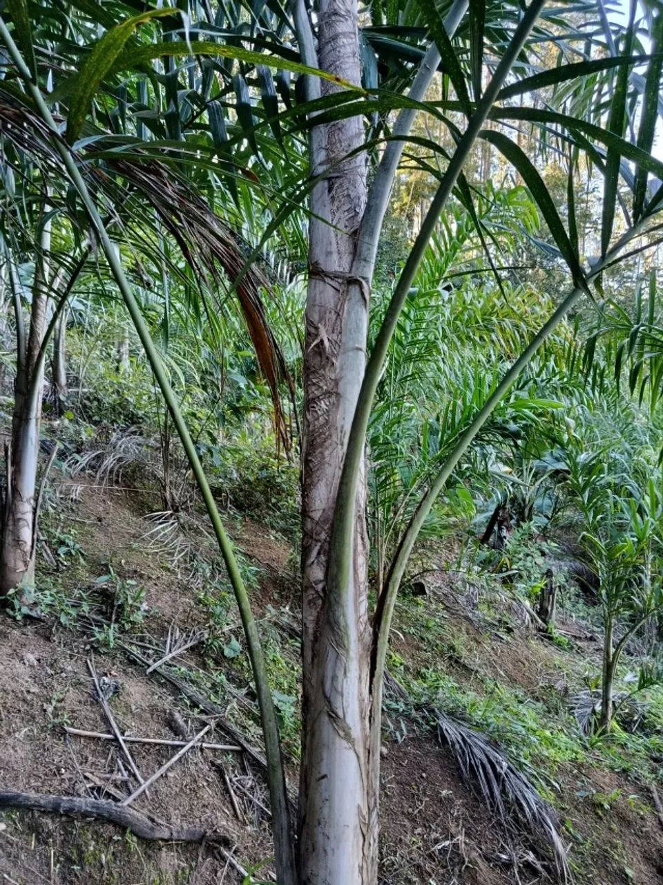 CHÁCARA EM VIANA - Foto 4