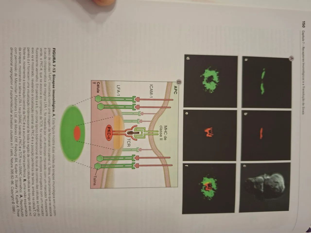 Imunologia Celular e Molecular - Foto 4
