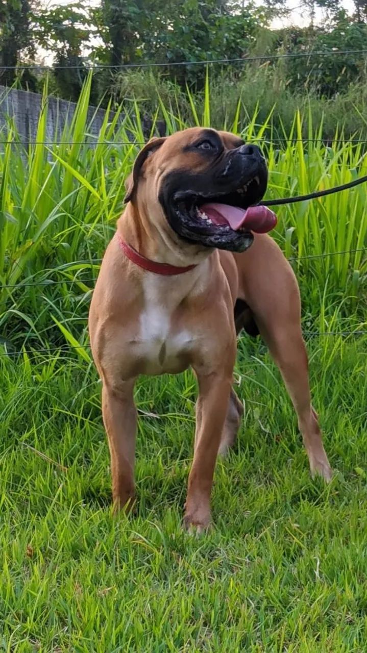 Boxer/Bulldog  - Foto 3