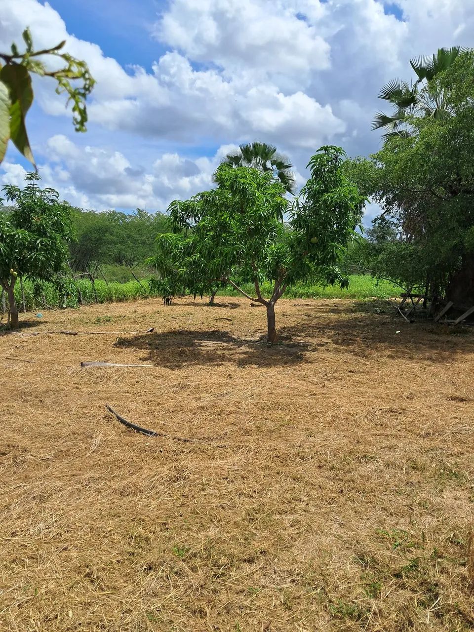 Chácara a venda  - Foto 5
