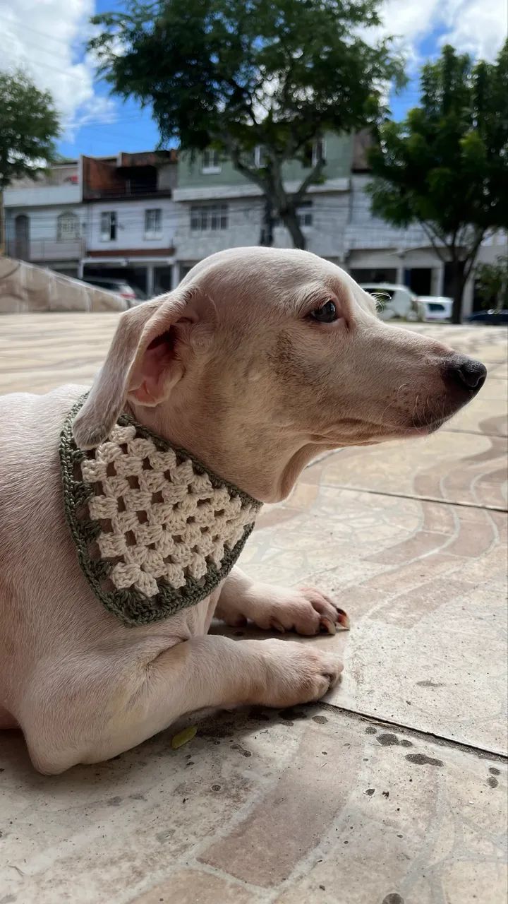 Crochê bandana pet
