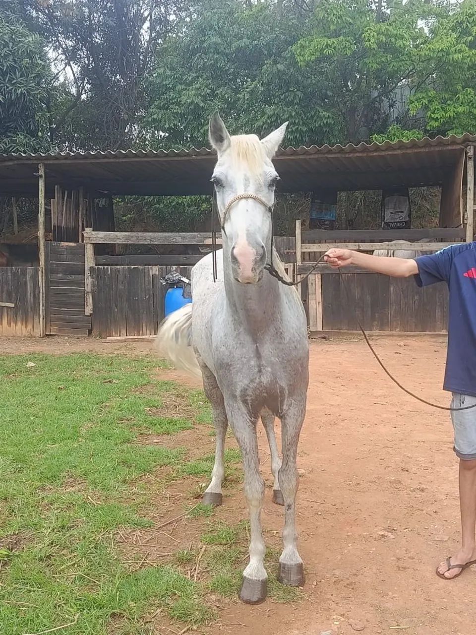 Cavalo  - Foto 5