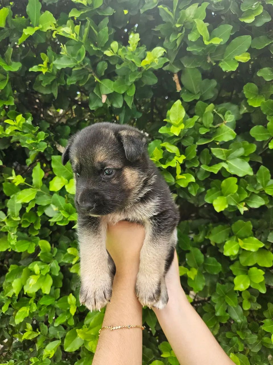 Filhote de Pastor Alemão  - Foto 2