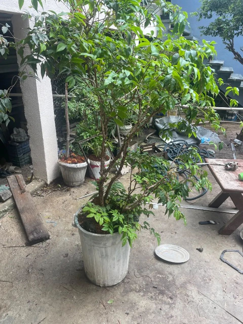 pé de jaboticaba  - Foto 3