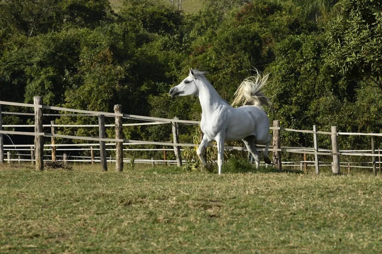 Egua Árabe  - Foto 2