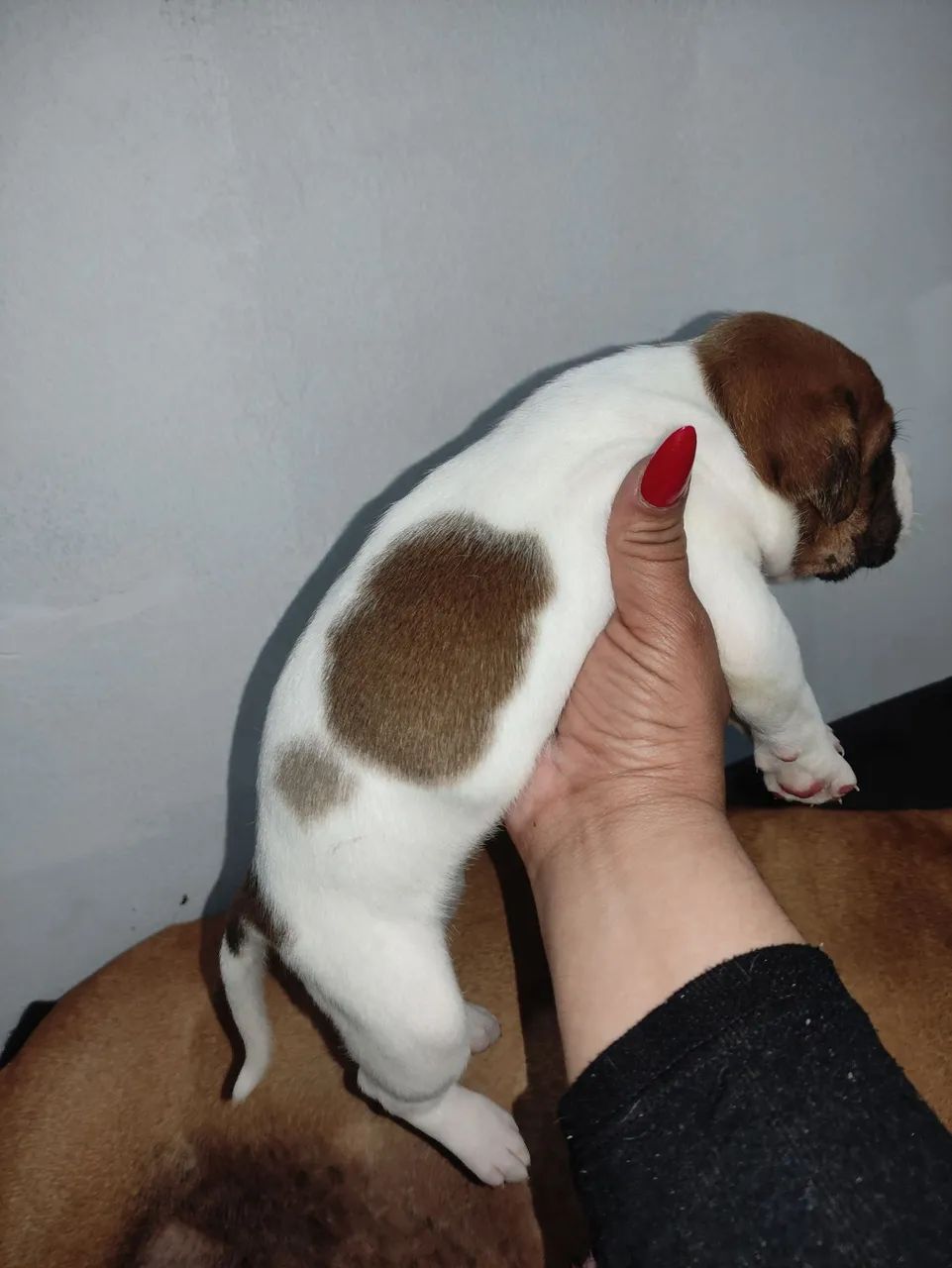 Filhotes Boxer  - Foto 5