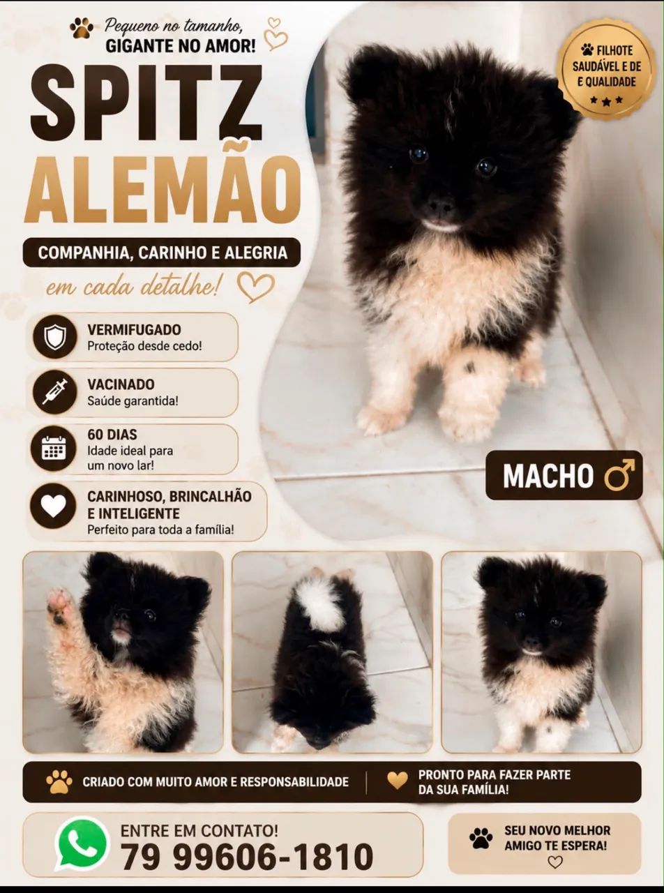 Venda de Splitz Alemão  - Foto 2