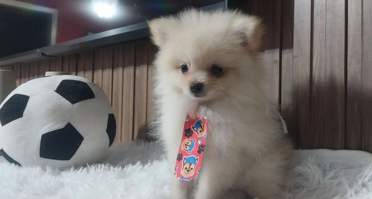 Lulu da pomerânia machinho anão perfeitinho - Foto 3