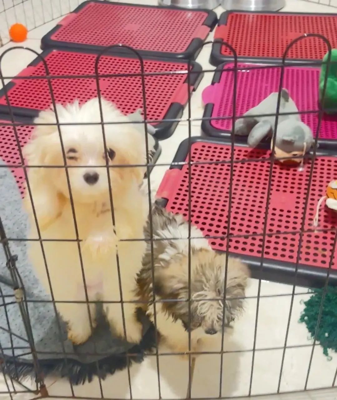 Lhasa apso  lindos bebês da Esmeralda