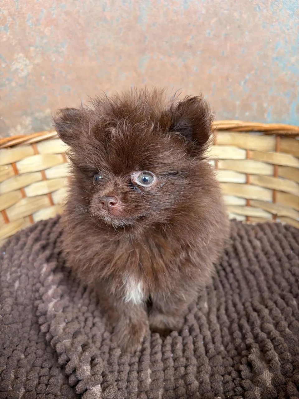 Lulu - Spitz alemão  - Foto 3