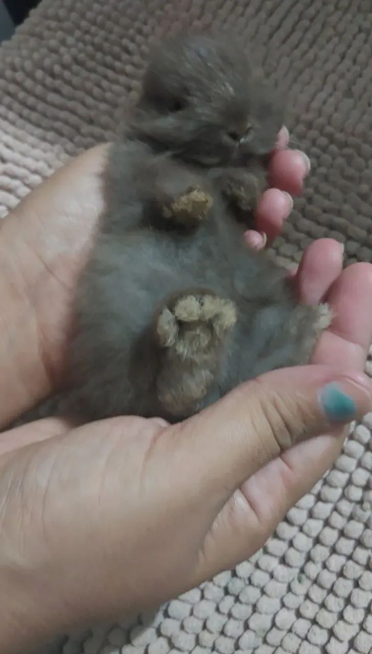Coelho anão! - Foto 2