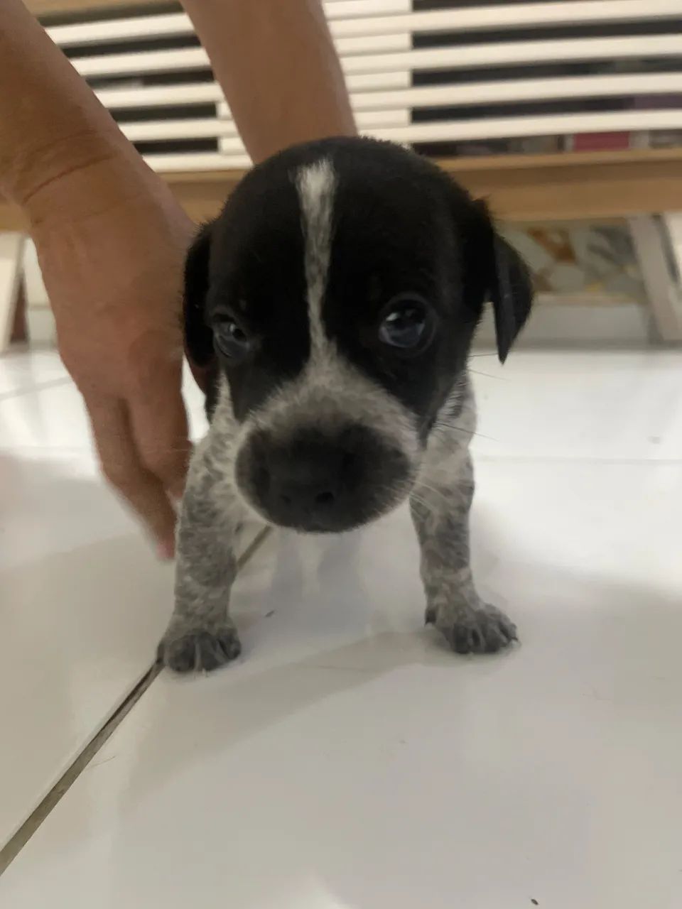 Cachorrinhos a adoção - Foto 4
