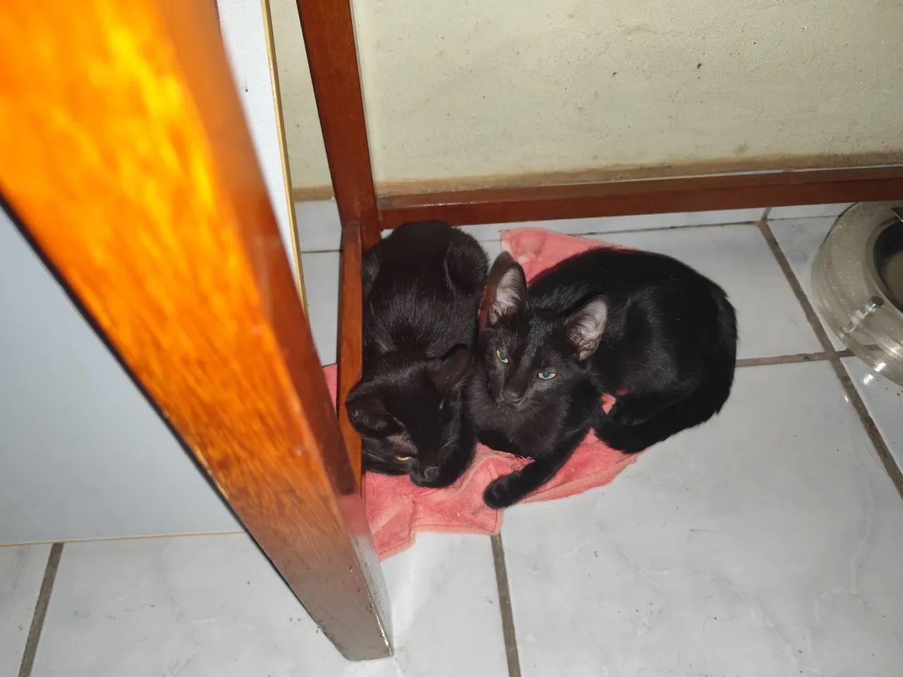 Adoção de gatos  - Foto 2
