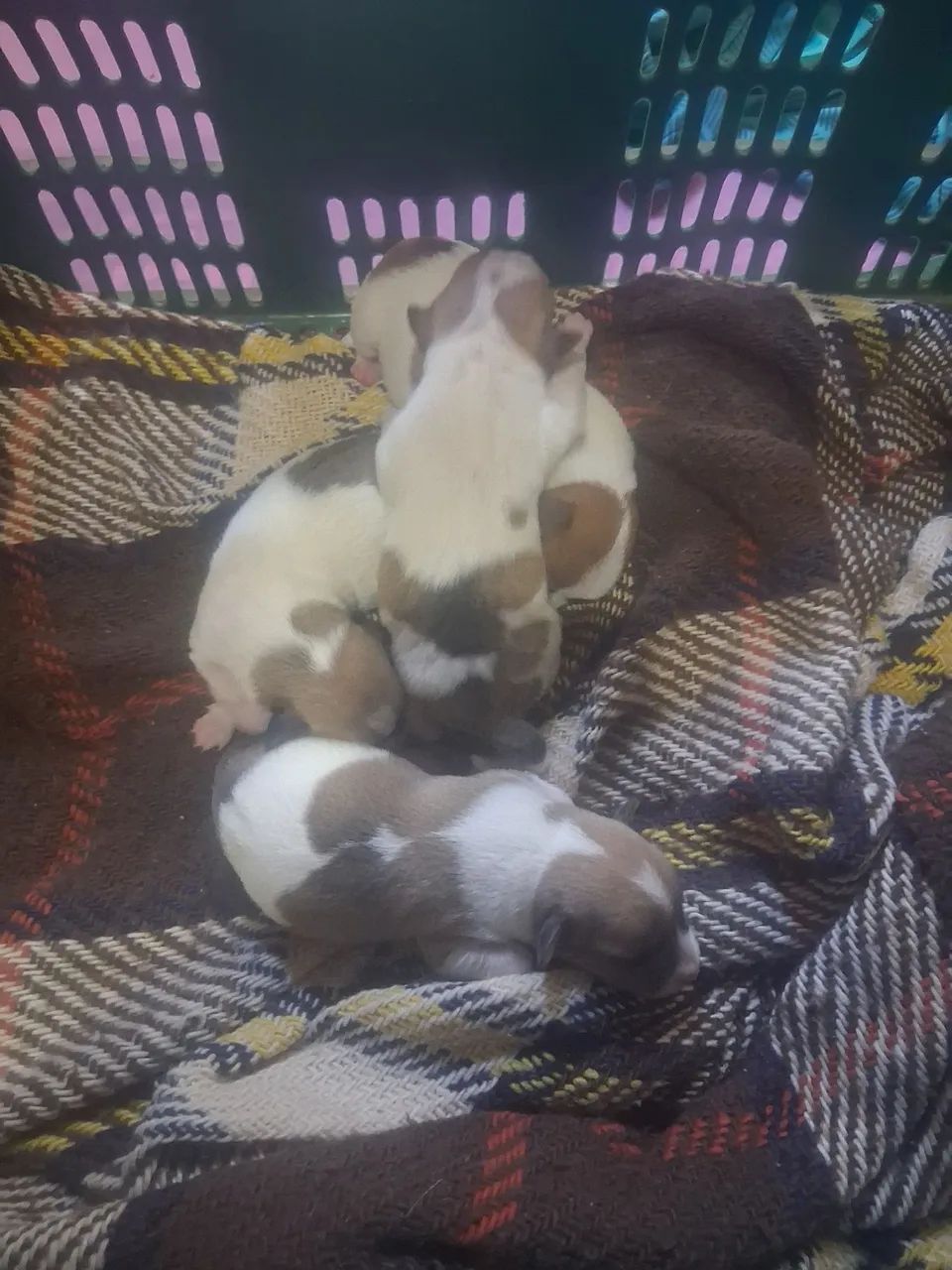 Cachorro de raça  - Foto 4