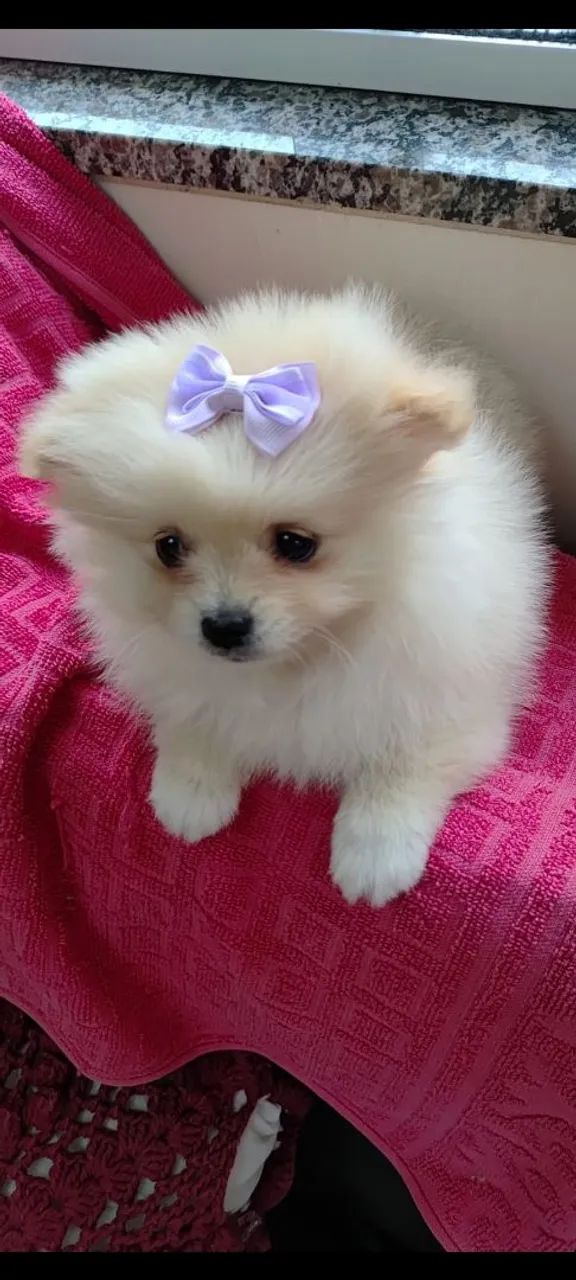 Vendo lulu femea