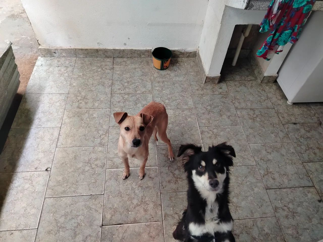 Doando um macho e um fêmea  - Foto 2