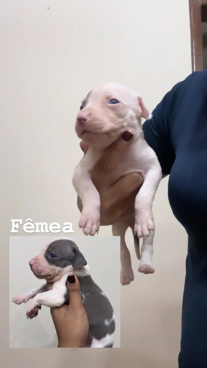 Pitbulls PURO - Foto 3