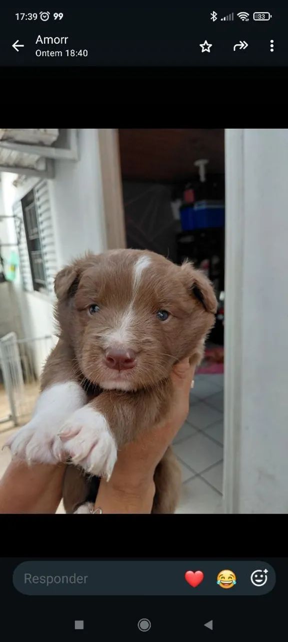Border Collie  - Foto 3