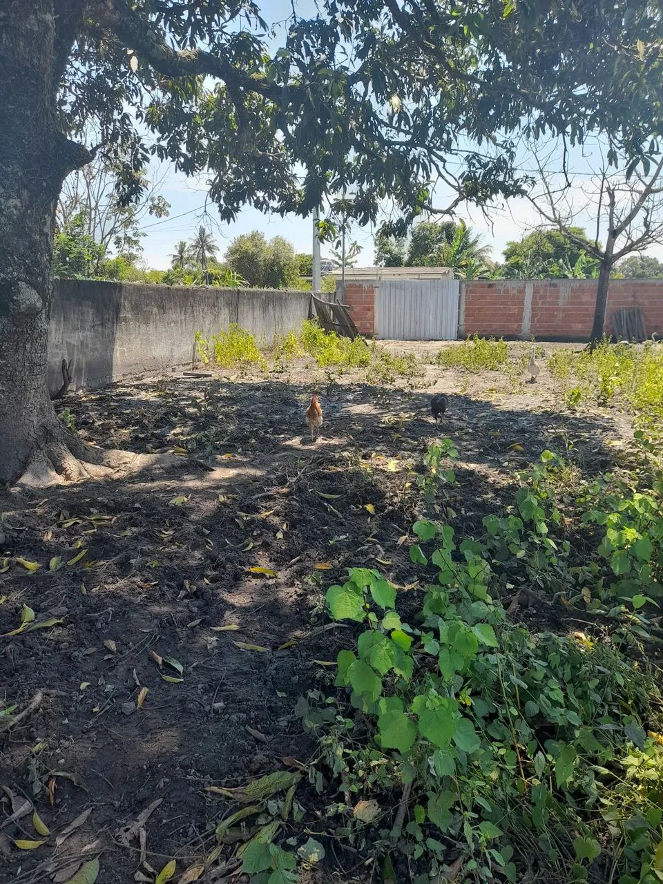 Foto - São Gonçalo - Guaxindiba