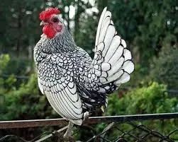 Sebright  - Foto 3