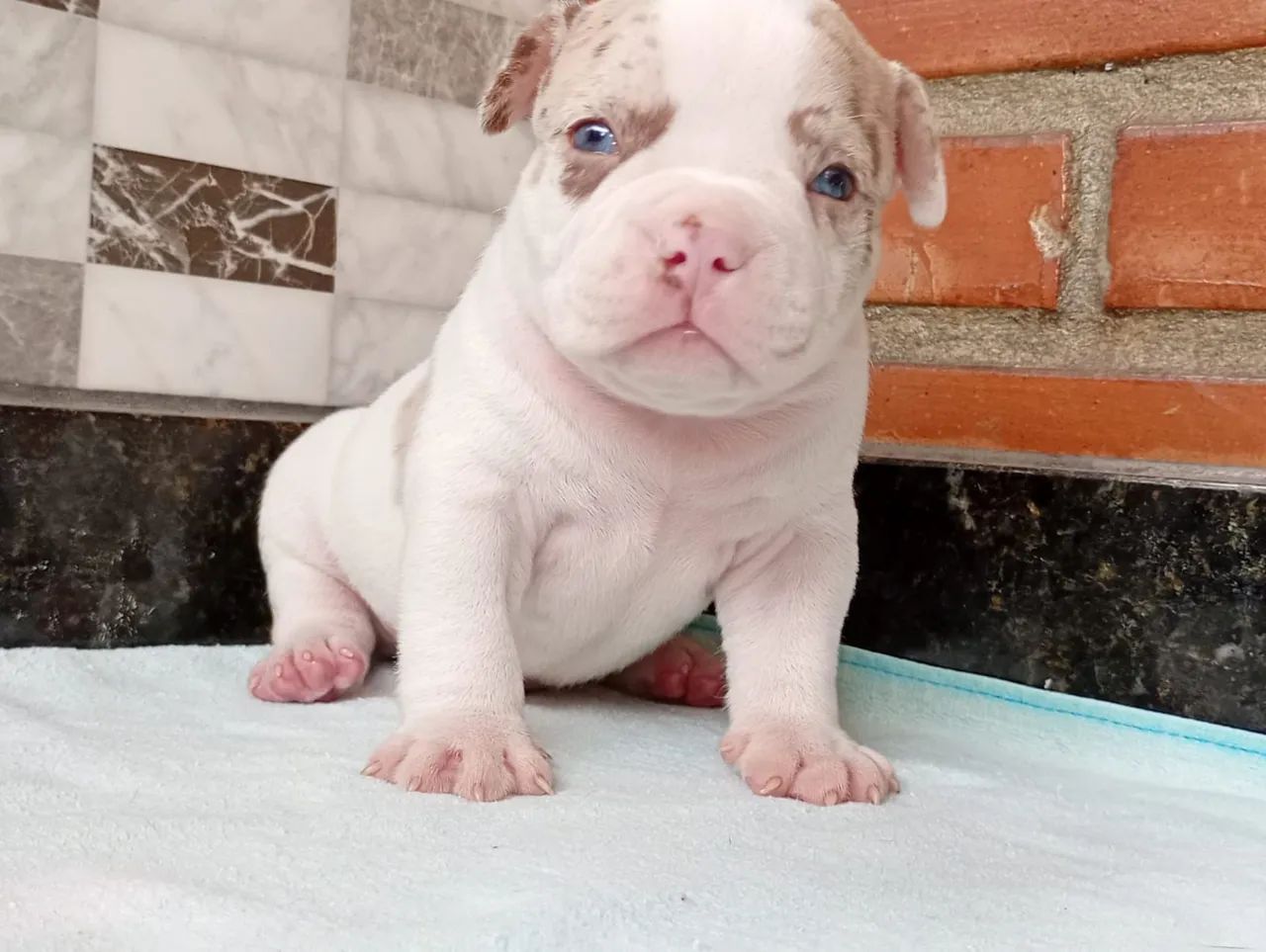American bully filhotes com Pedigree  - Foto 2