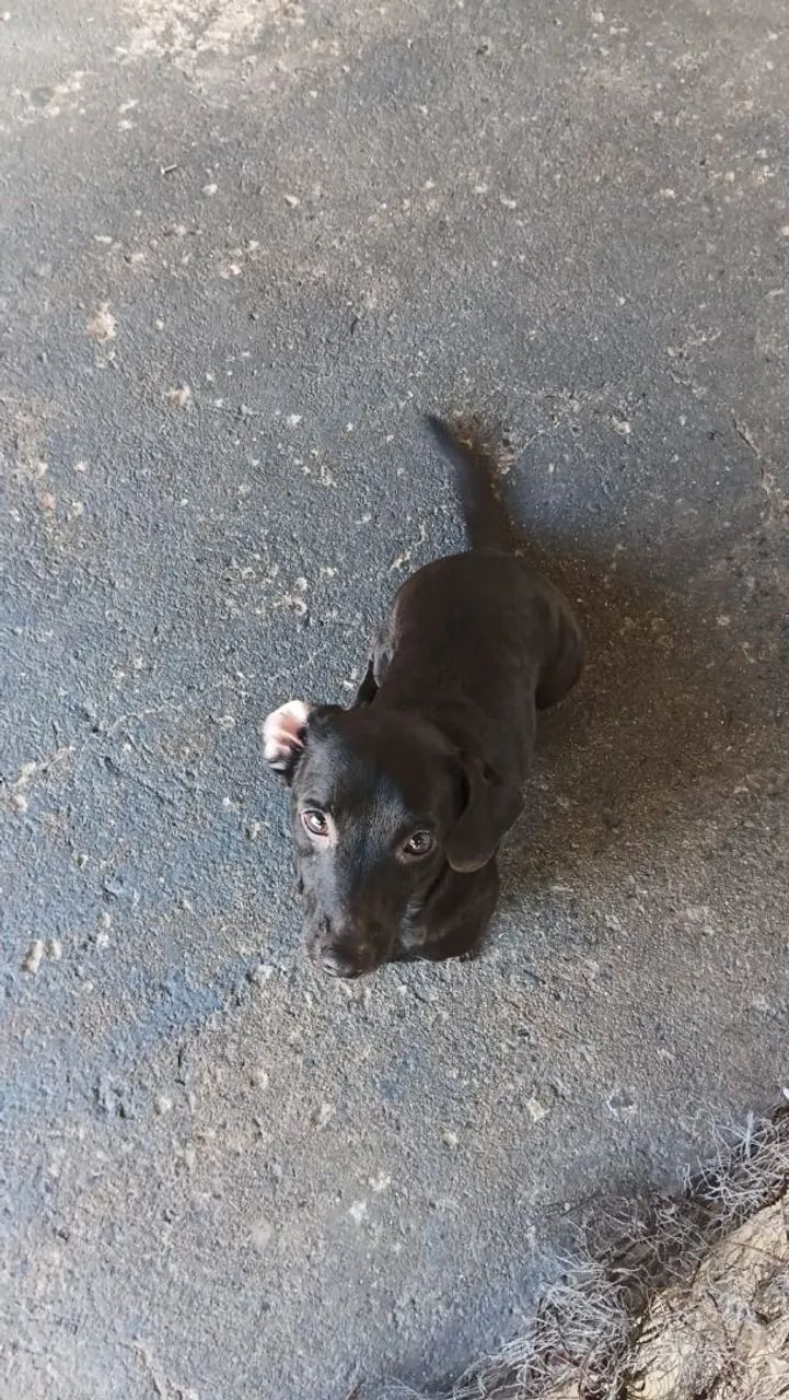 Cachorro macho  - Foto 2