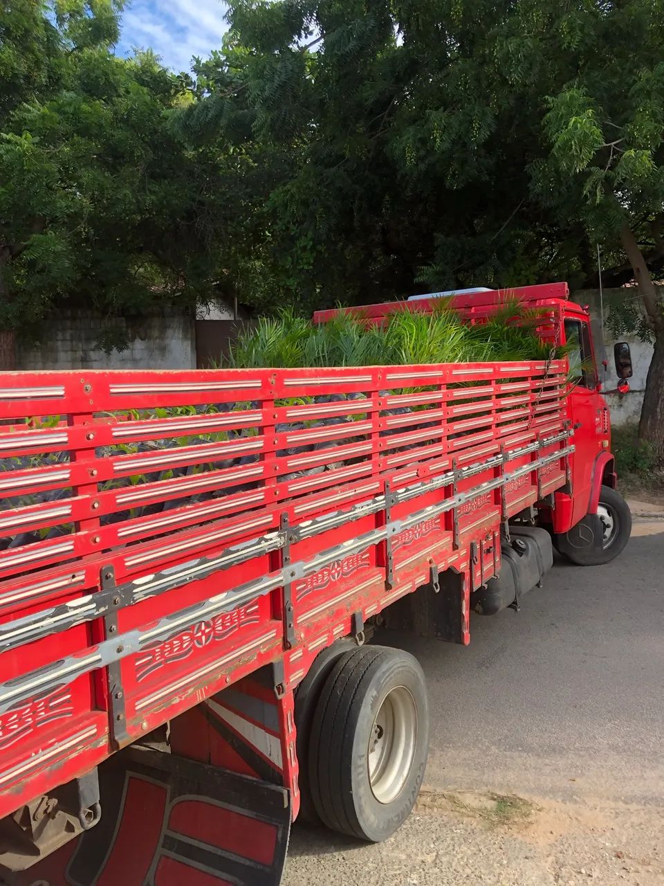 Palmeira areca bambu - Foto 2