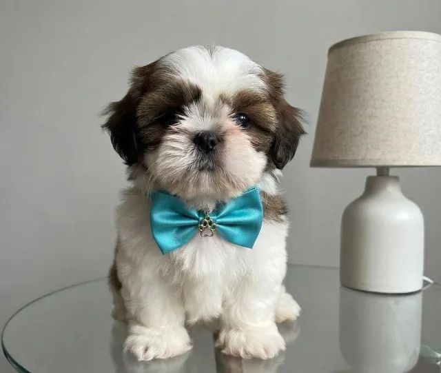 shih tzu macho mini