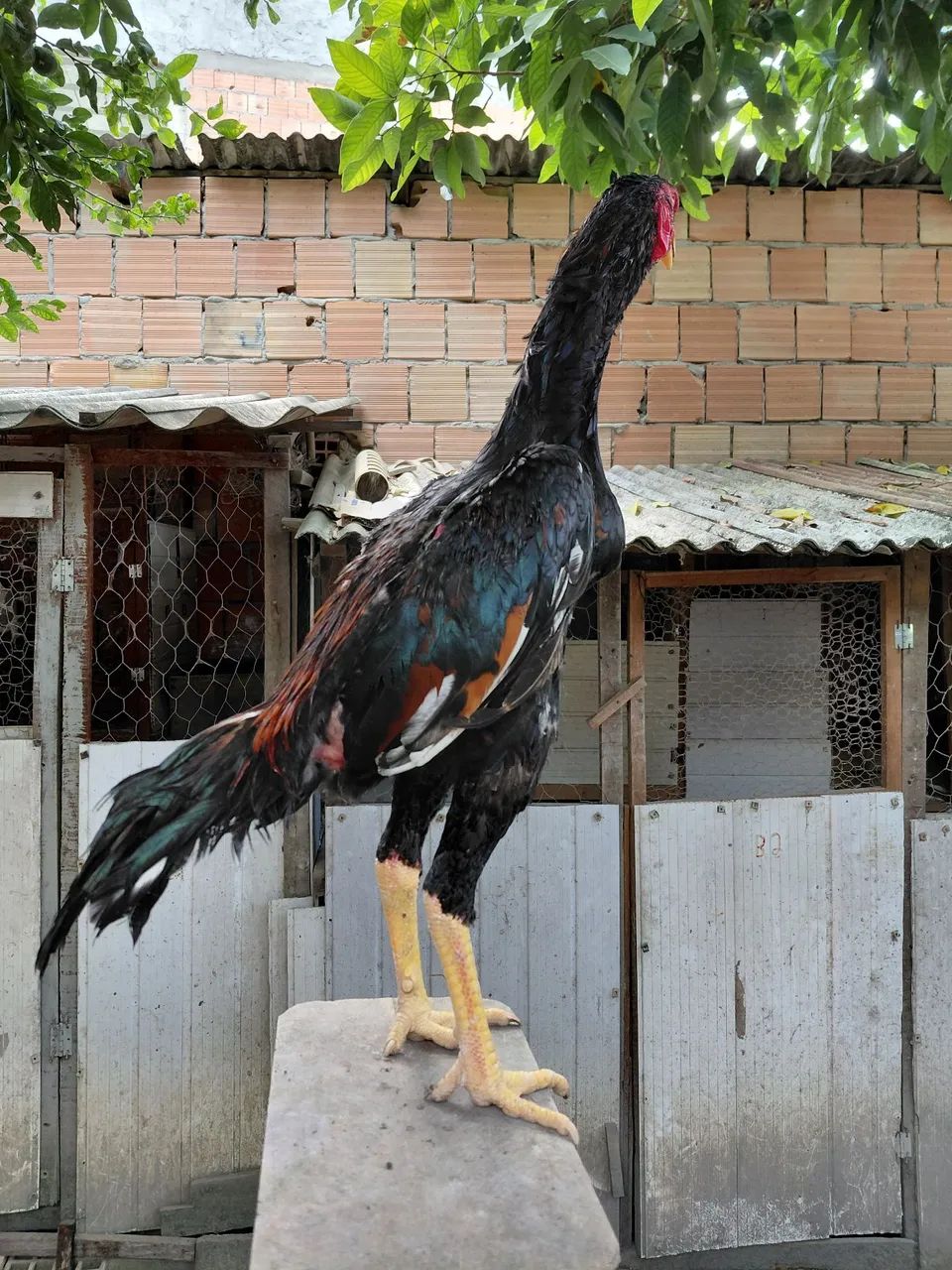 Frango shamo  - Foto 5