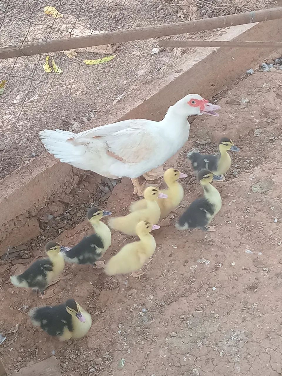 8 Patos - Foto 2