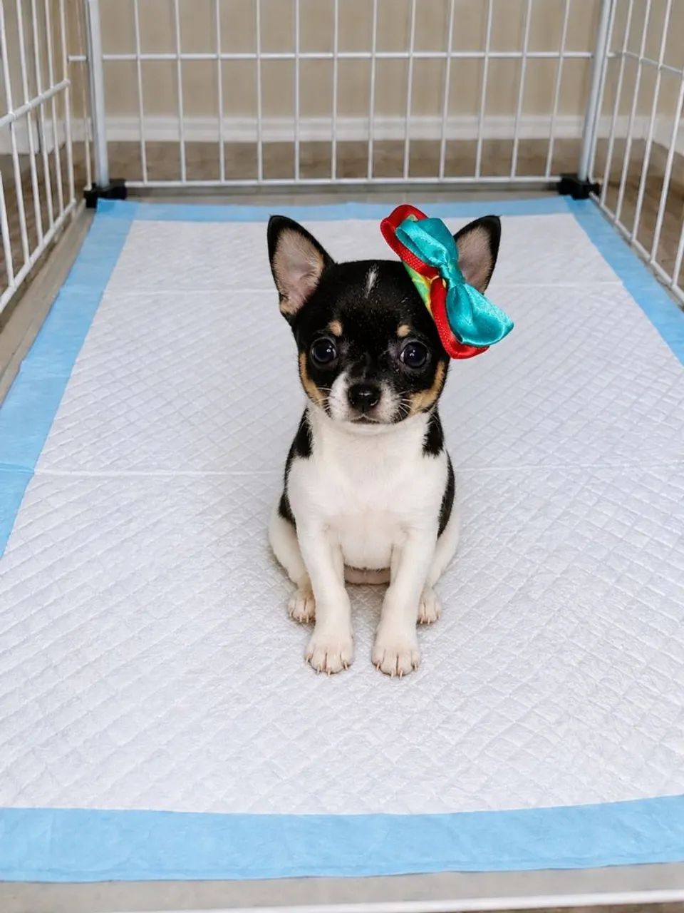 Chihuahua micro com pedigree!
