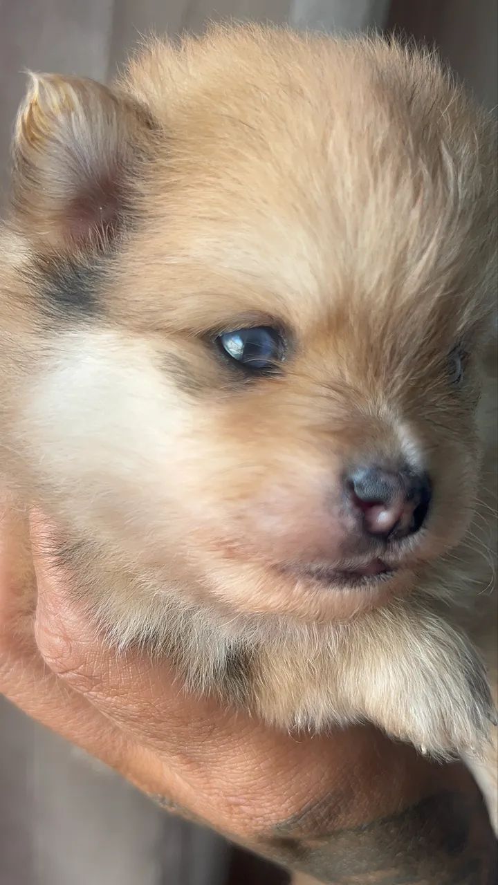 Spitz alemão  - Foto 2