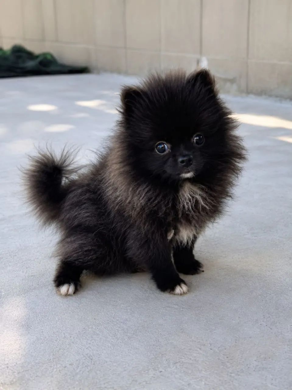 Lulu