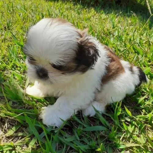 shitzu mini - Foto 2