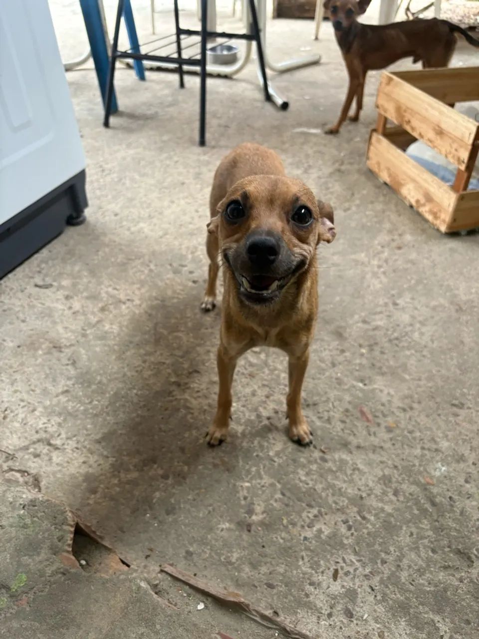Pinscher  - Foto 3