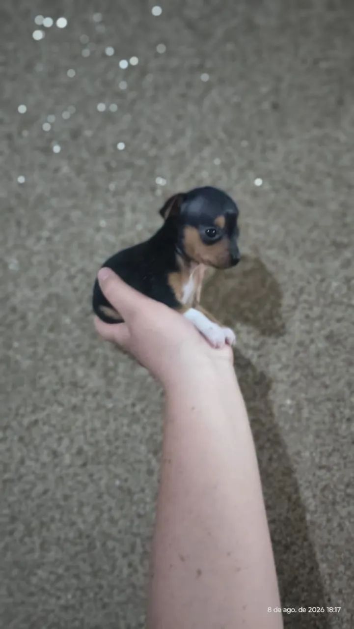 Pinther - Foto 3