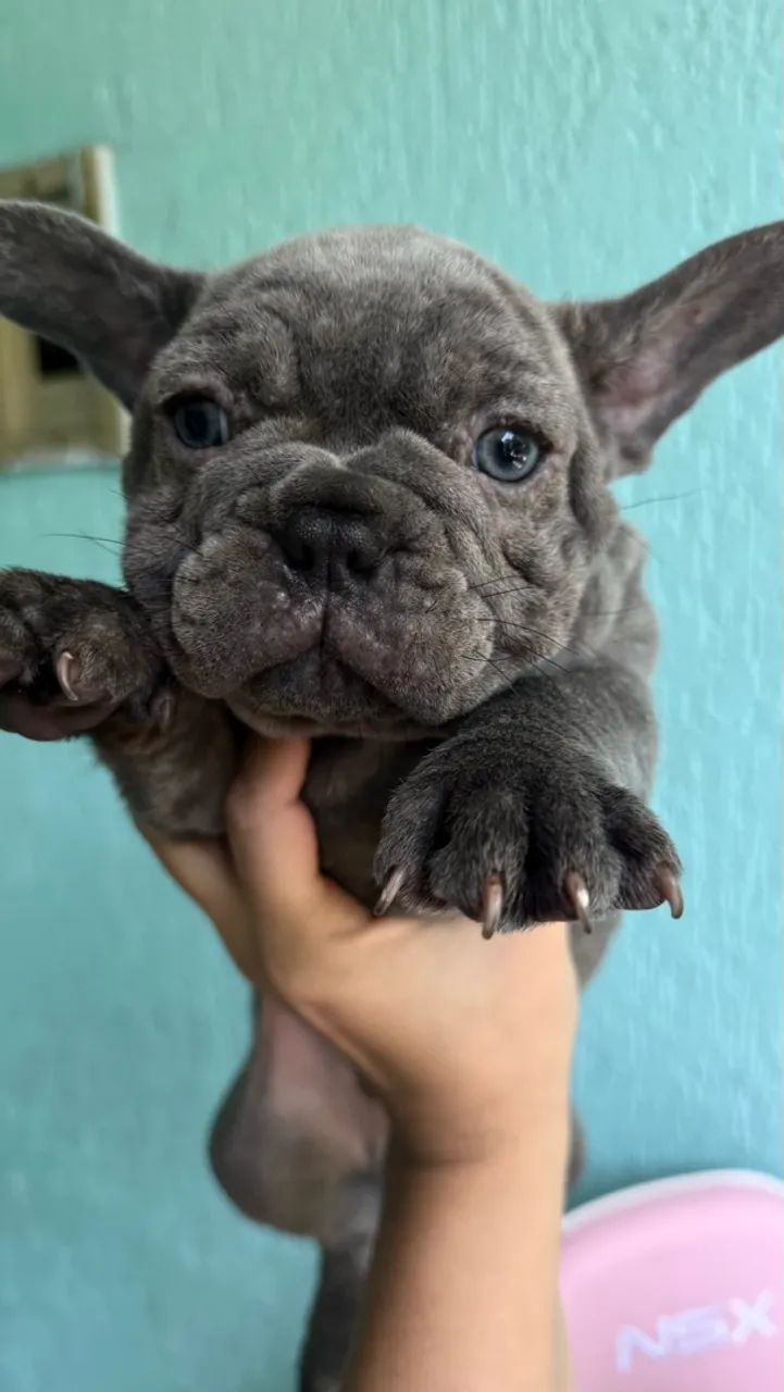 Buldogue francês  - Foto 4